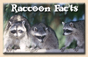 Raccoons Facts